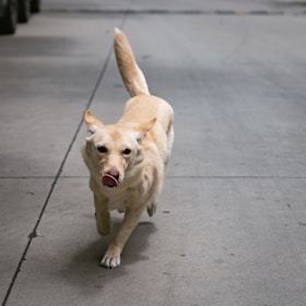 A light-colored dog is walking on a concrete surface with its tongue out, appearing content and focused. The background shows an urban environment, likely a sidewalk or paved path.