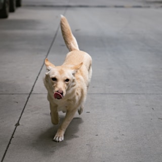 A light-colored dog is walking on a concrete surface with its tongue out, appearing content and focused. The background shows an urban environment, likely a sidewalk or paved path.