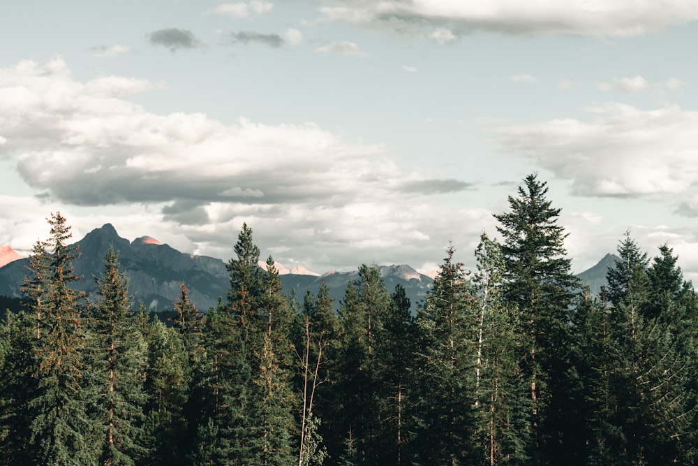 a forest of trees with mountains in the background