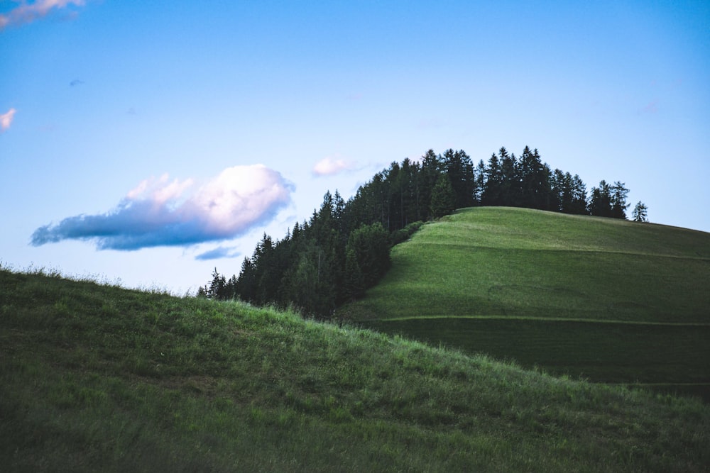 a grassy hill with trees on it