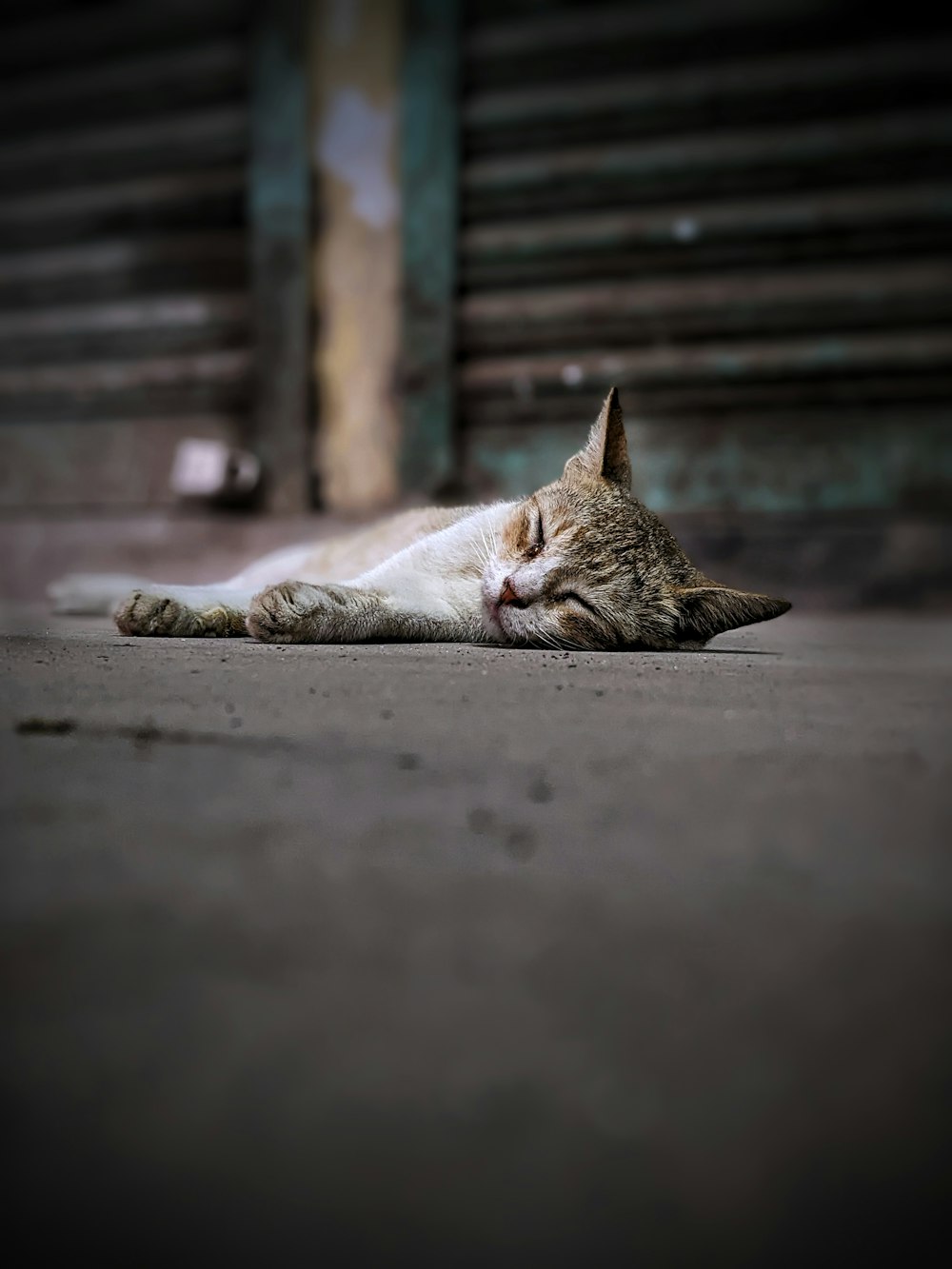 a cat lying on the ground