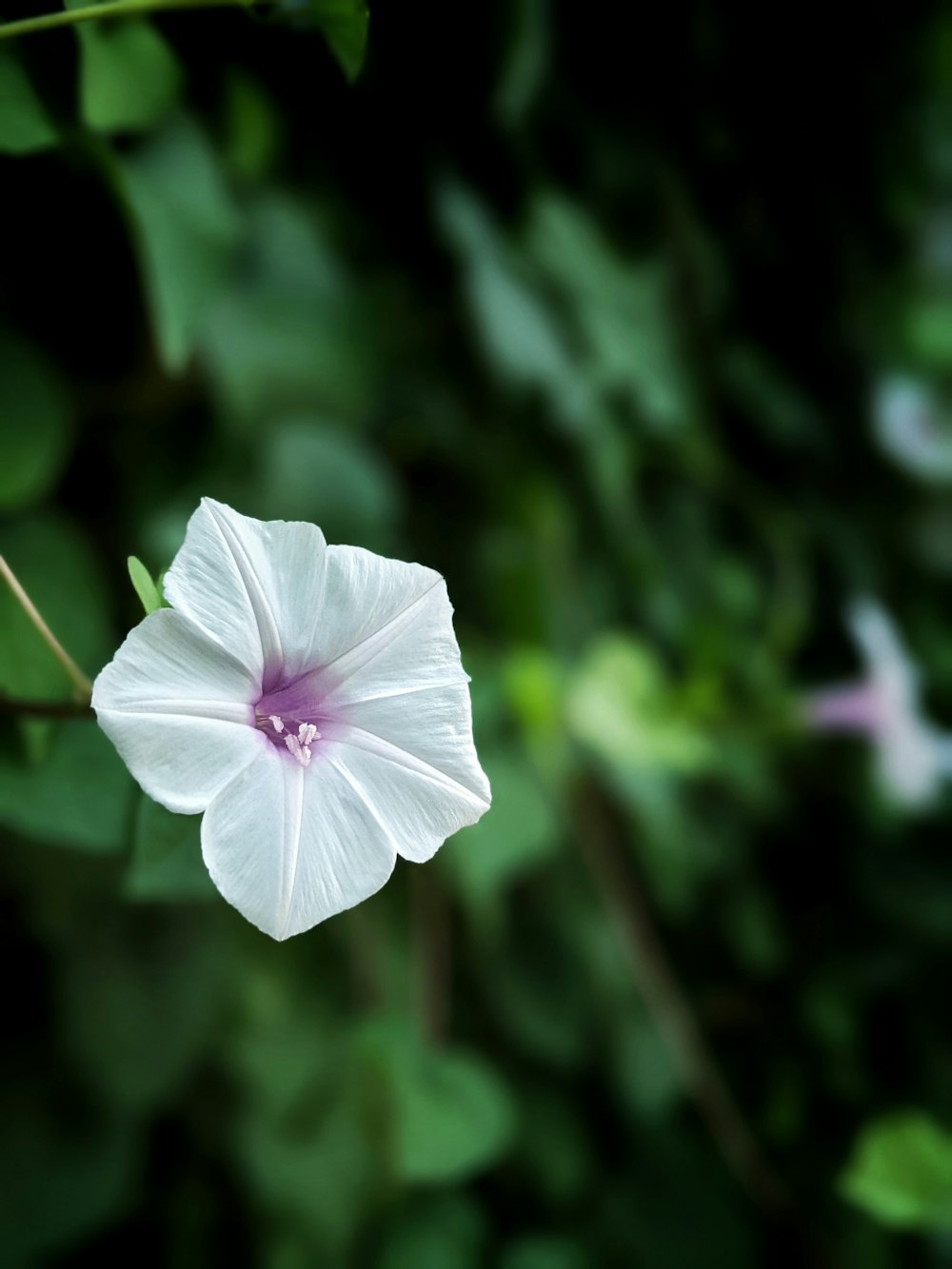 a white flower with a pink center