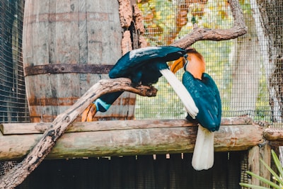 Two vibrant birds with striking orange heads and long, curved beaks are perched on twisted tree branches. The birds have glossy black and white plumage. In the background, a large, weathered wooden barrel and a mesh fence are visible, suggesting a zoo or aviary setting.