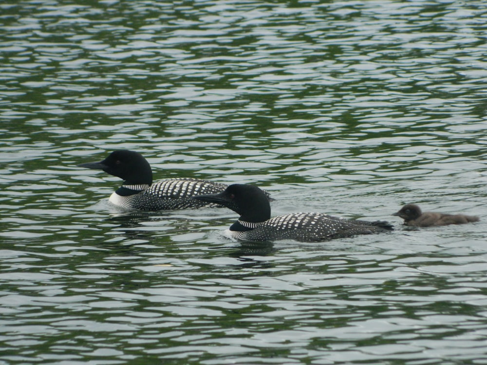 a couple of ducks swimming in the water