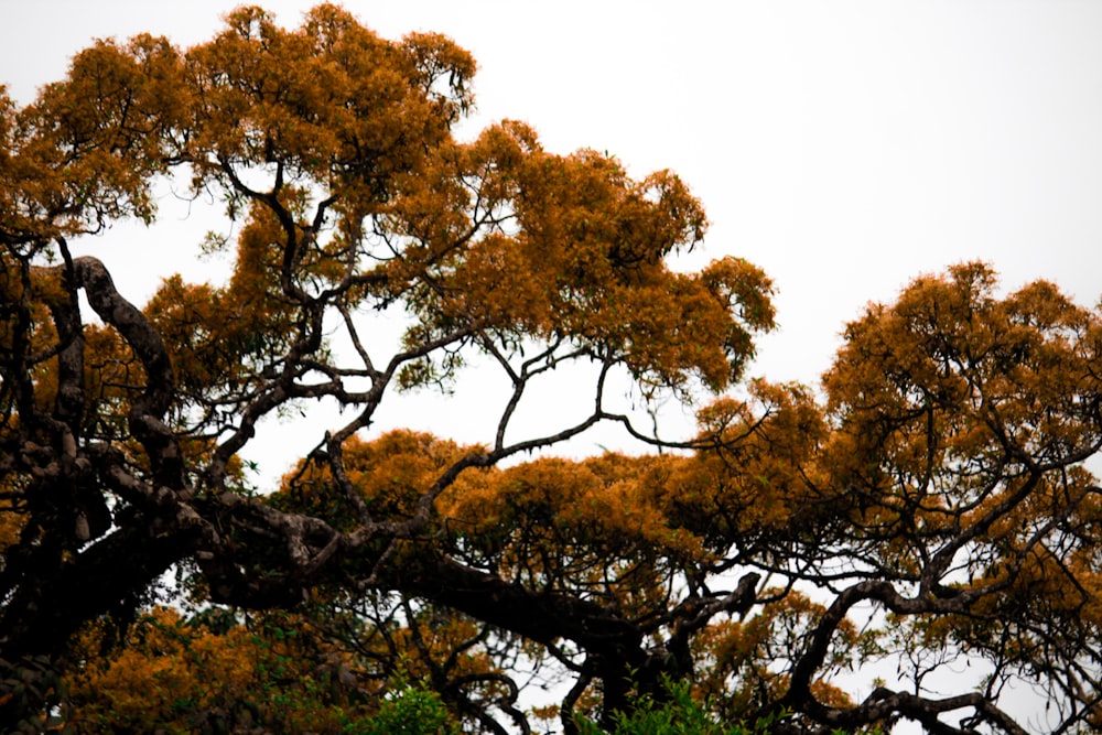 a group of trees with yellow leaves