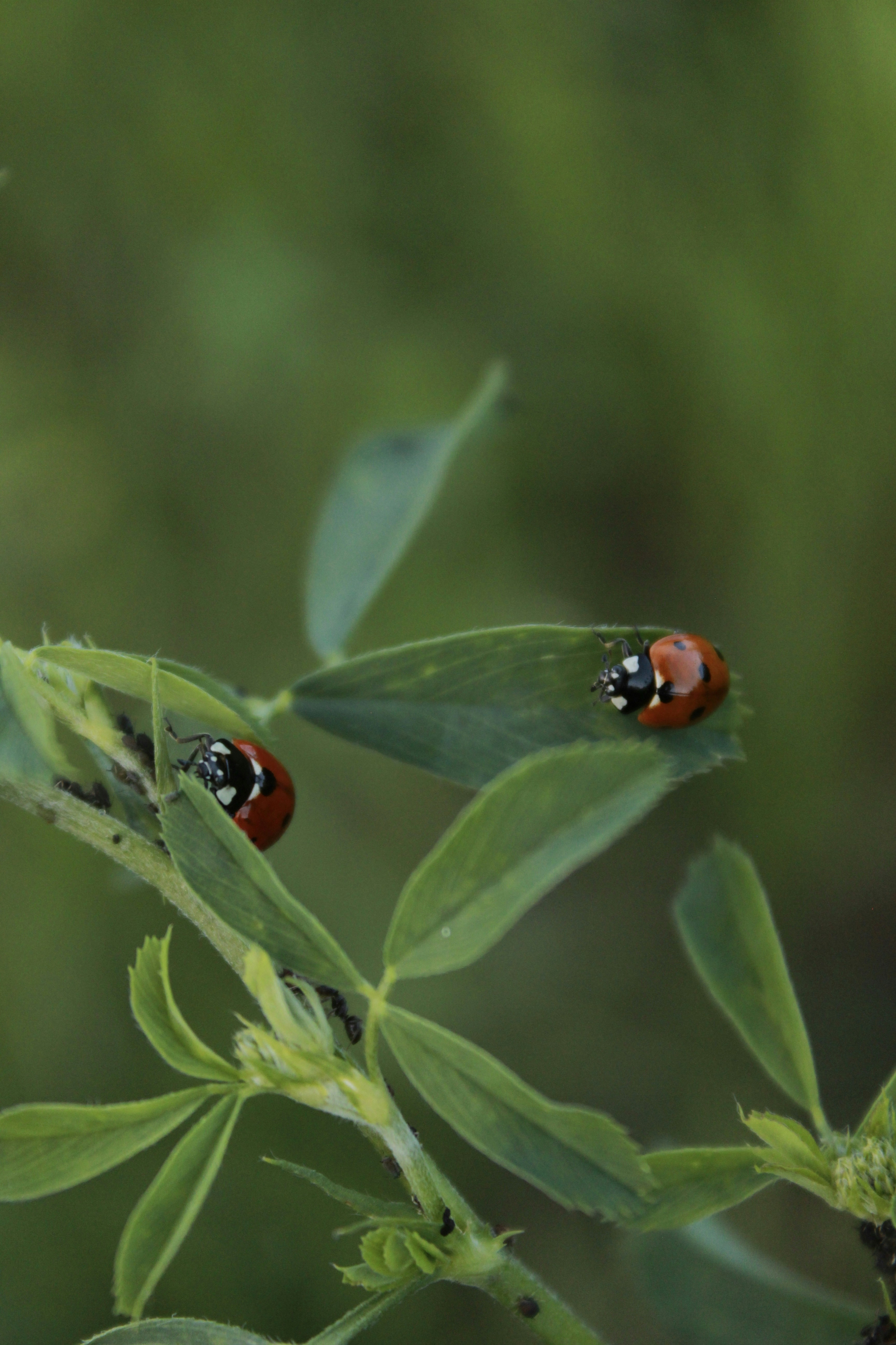 A couple of ladybugs on a leaf photo – Free Photo Image on Unsplash