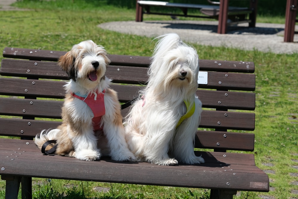 two dogs sitting on a bench