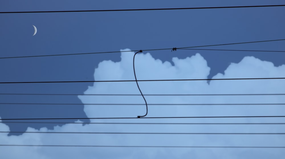 a bird flying over a power line