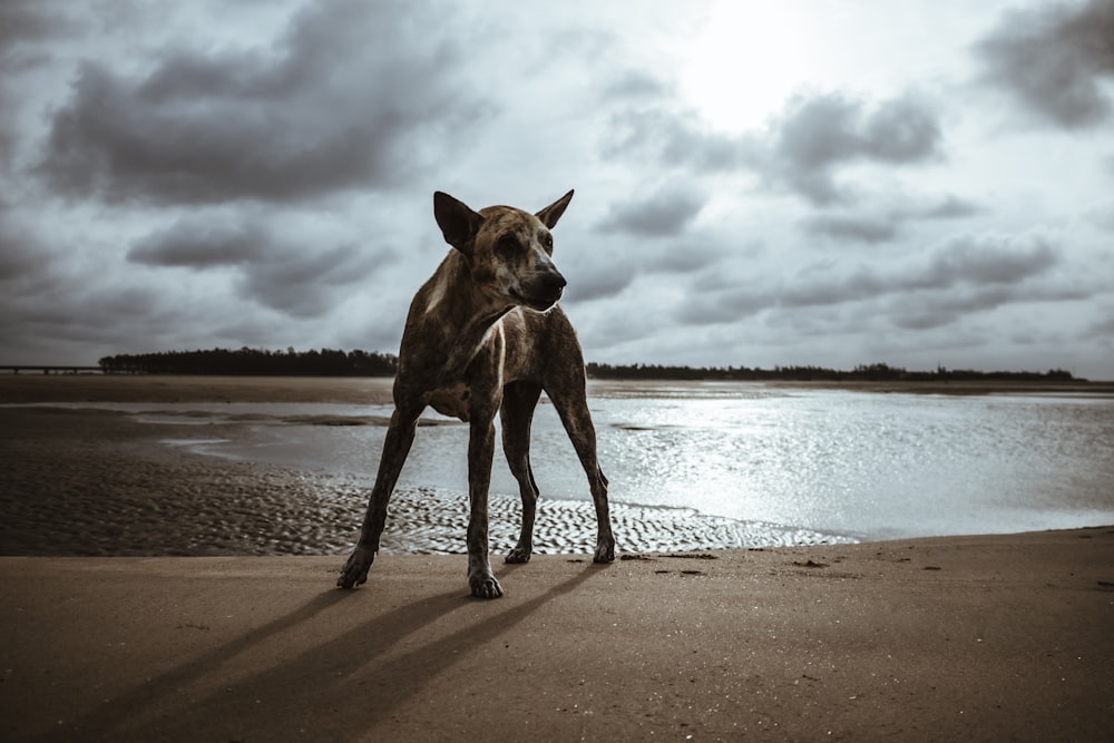 a dog standing on a beach