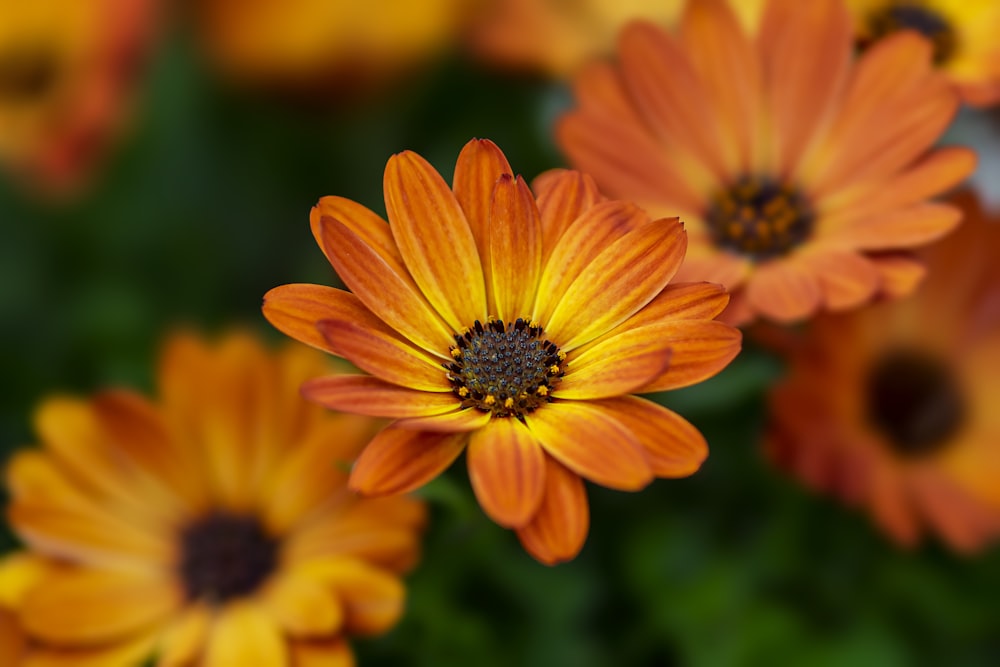 a group of yellow flowers