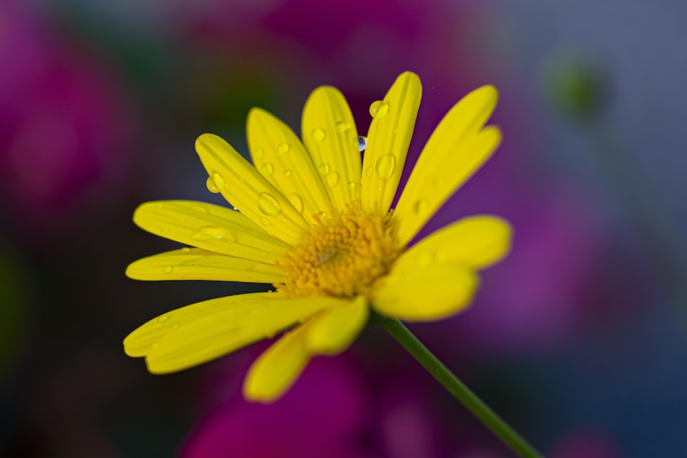 a yellow flower with a green stem