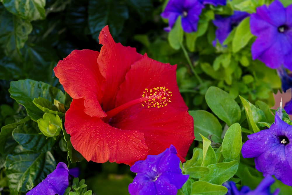 une fleur rouge entourée de fleurs violettes