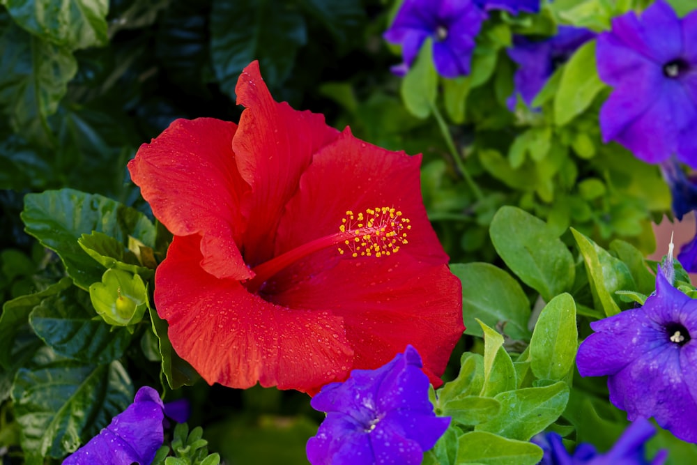 uma flor vermelha cercada por flores roxas