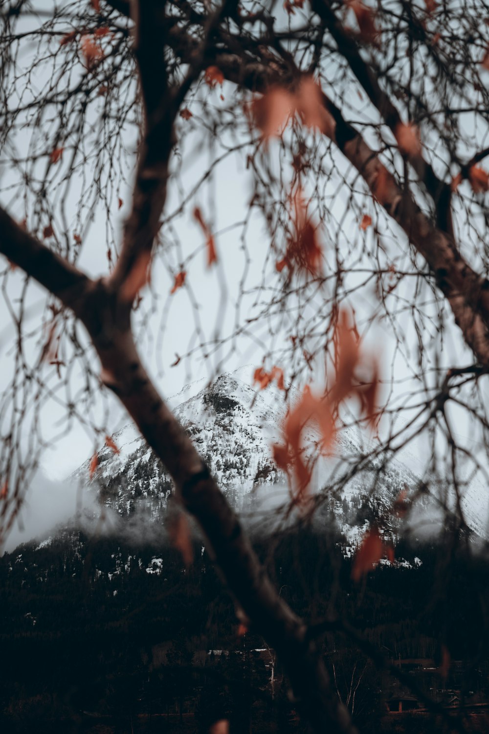 un albero con foglie rosse