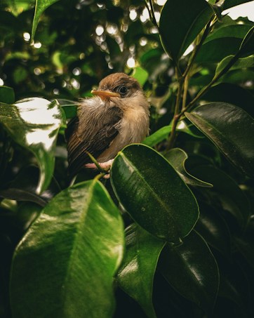 A small bird with soft, brown and white feathers perches among lush, glossy green leaves. The foliage creates a dense backdrop, highlighting the bird's delicate features and curious expression. The lighting is gentle, casting a soft glow on the leaves and the bird.