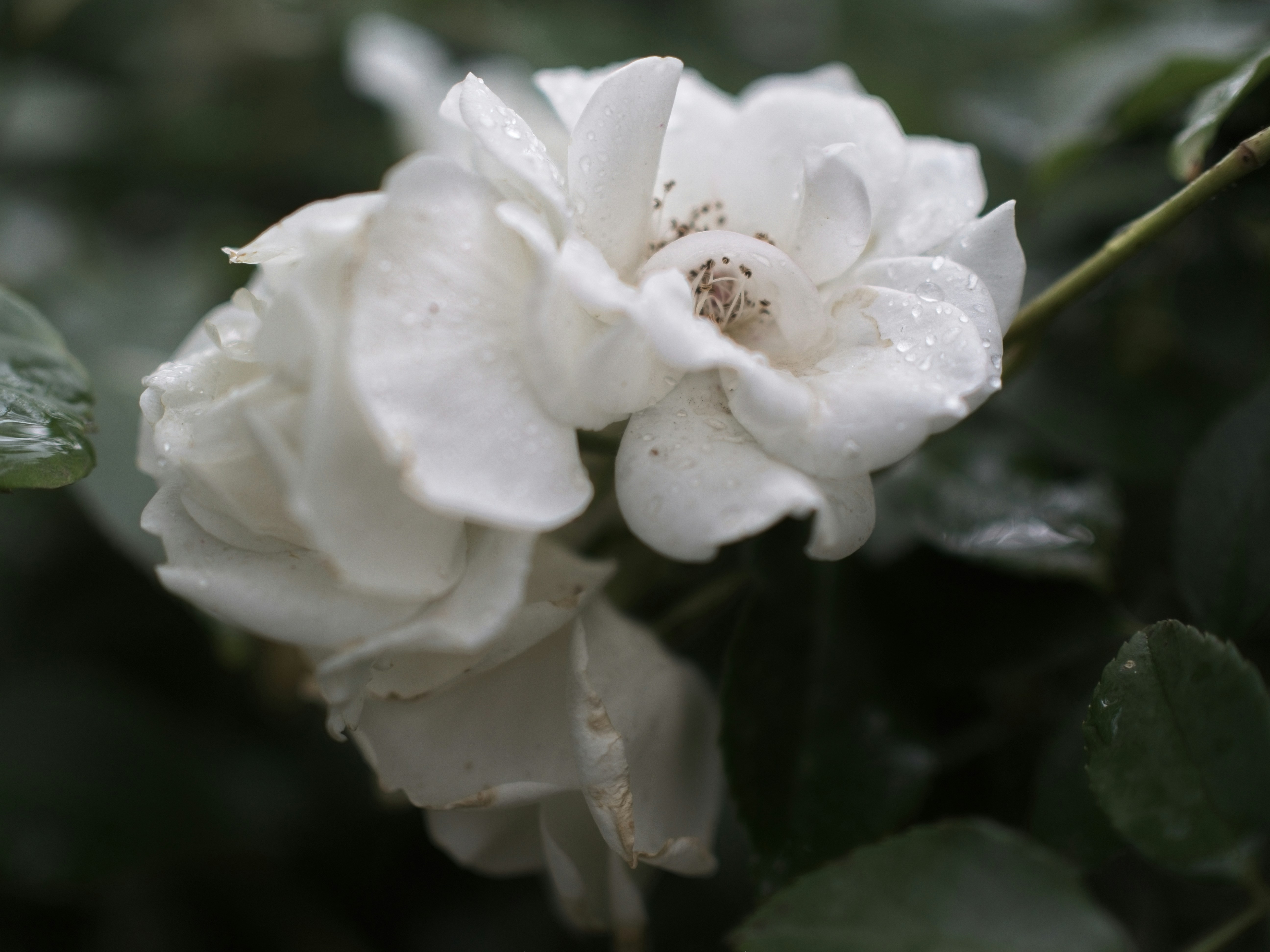 Photo by my_name_is_mia