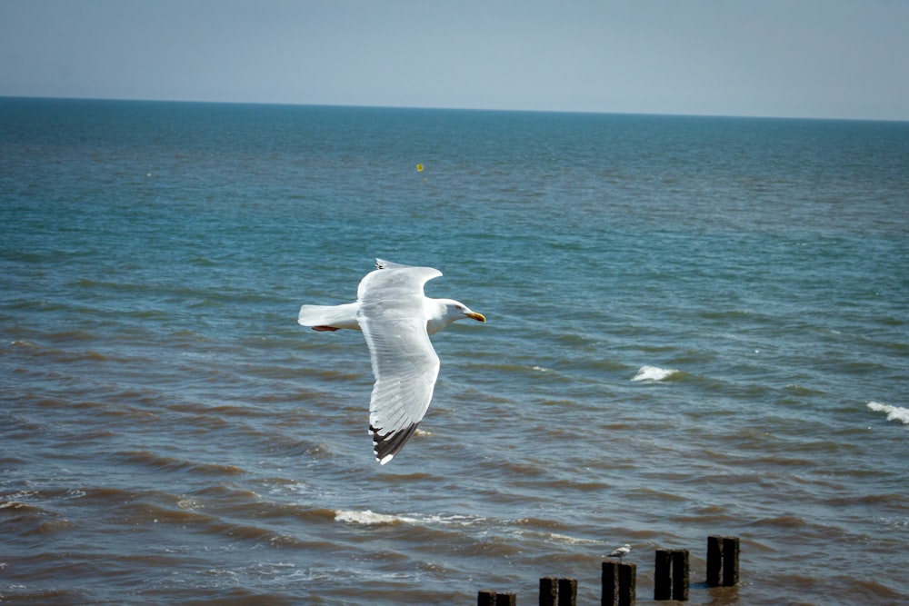 a seagull flying over the ocean