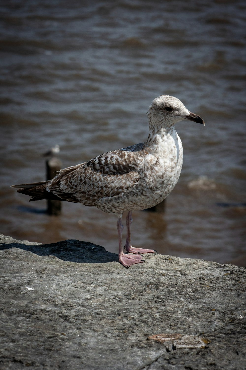 a bird standing on a rock