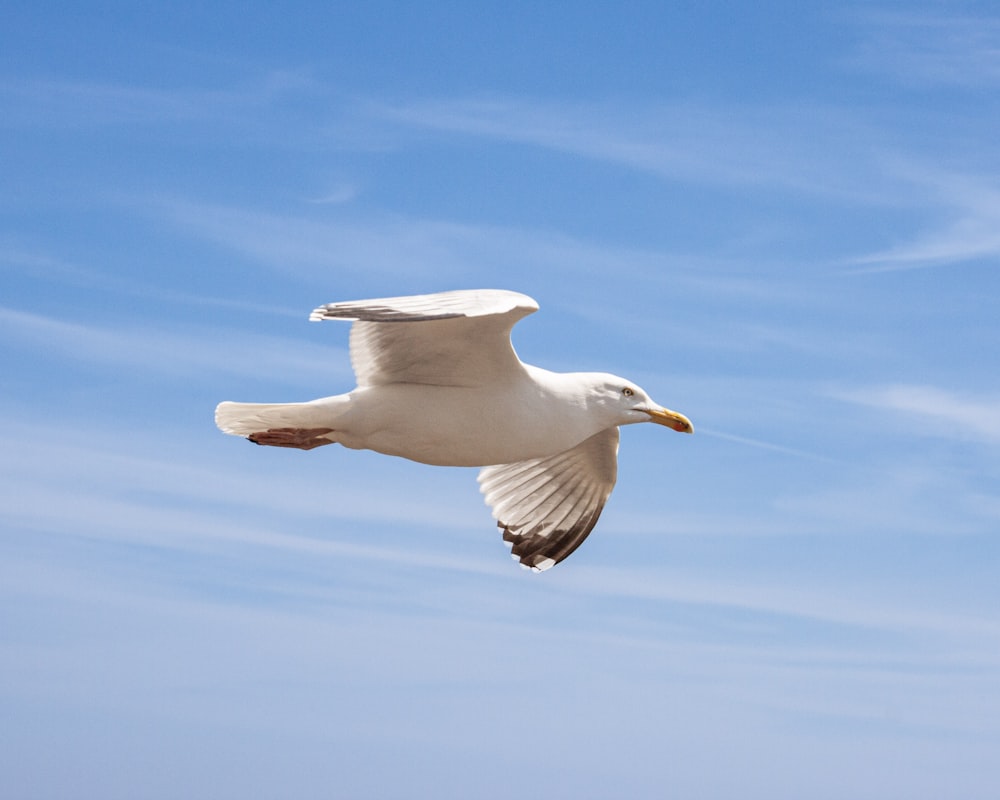 a seagull flying in the sky