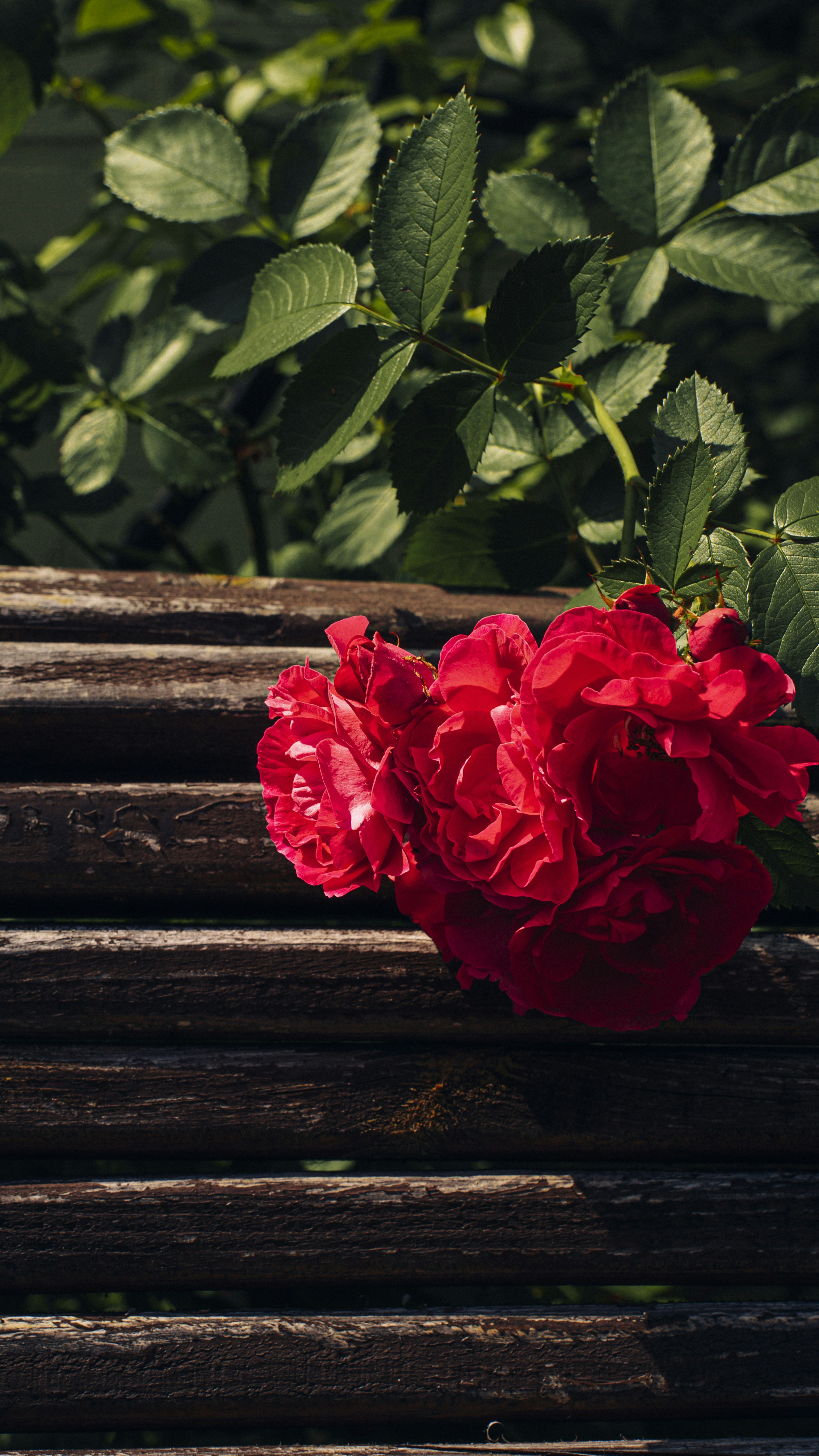 Photo by maksym_tymchyk