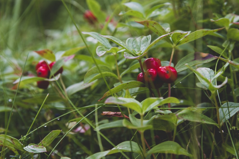 a group of red berries on a bush