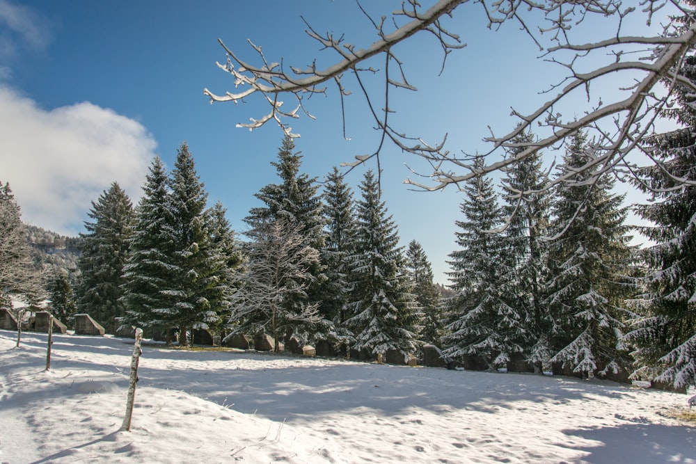 a snowy field with trees