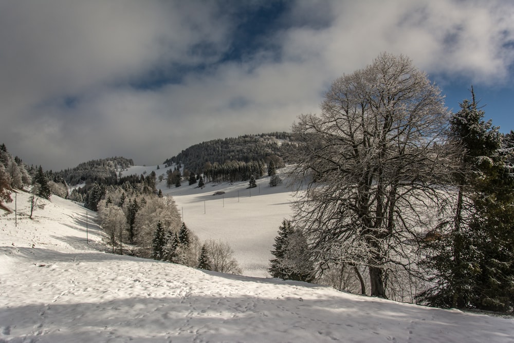 a snowy landscape with trees and a cloudy sky