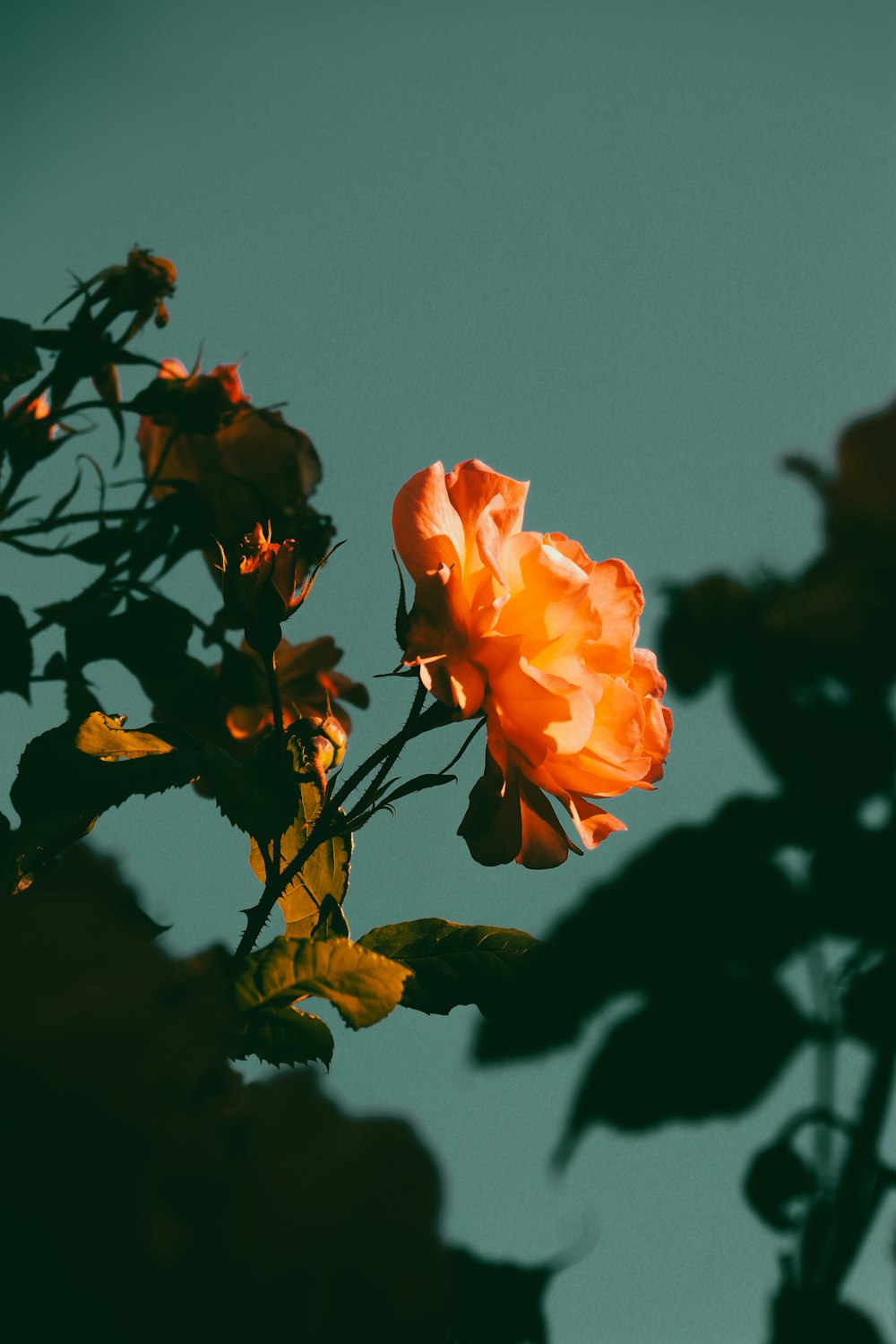 a close up of a flower