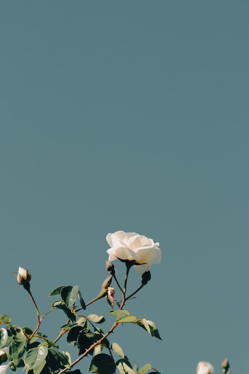 a white rose on a branch