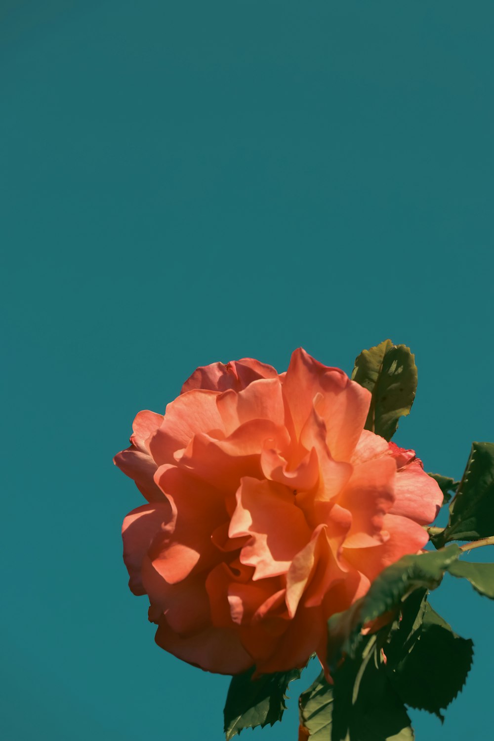 a close up of a flower