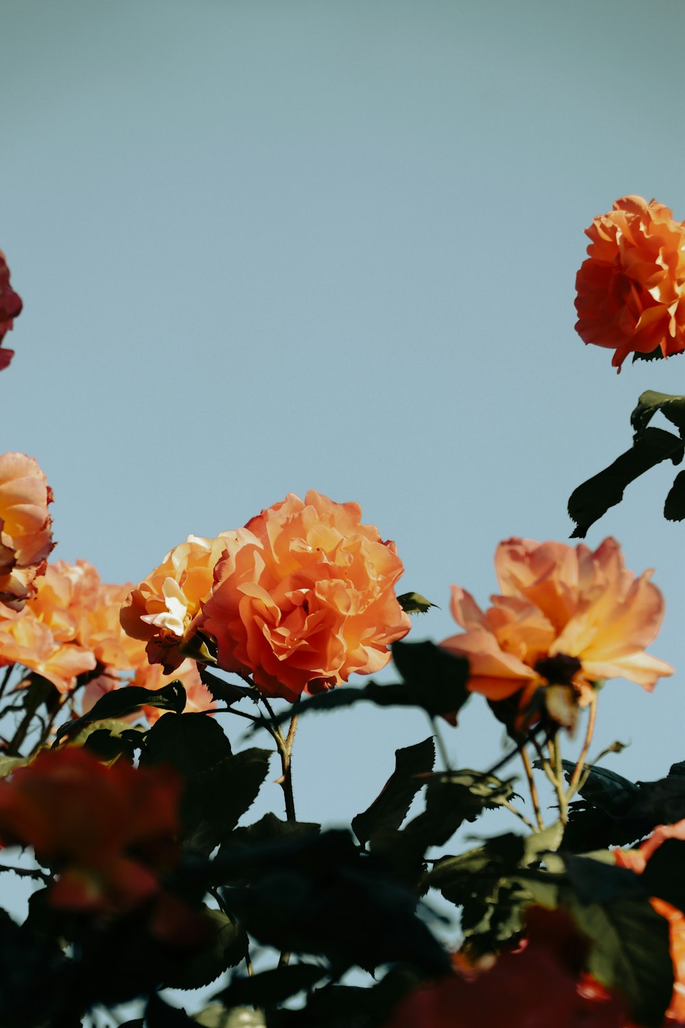 a group of orange flowers