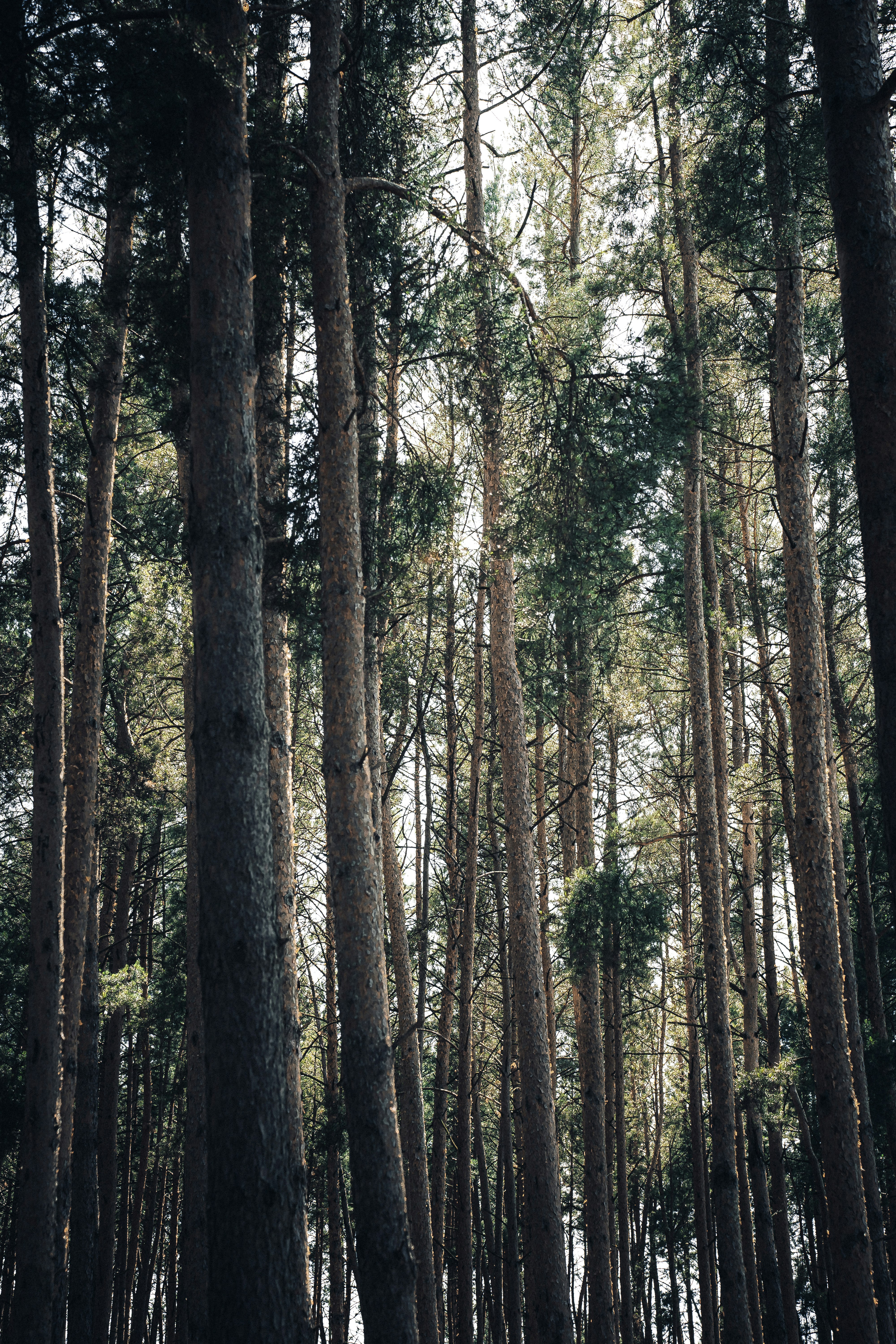 Photo by maksym_tymchyk