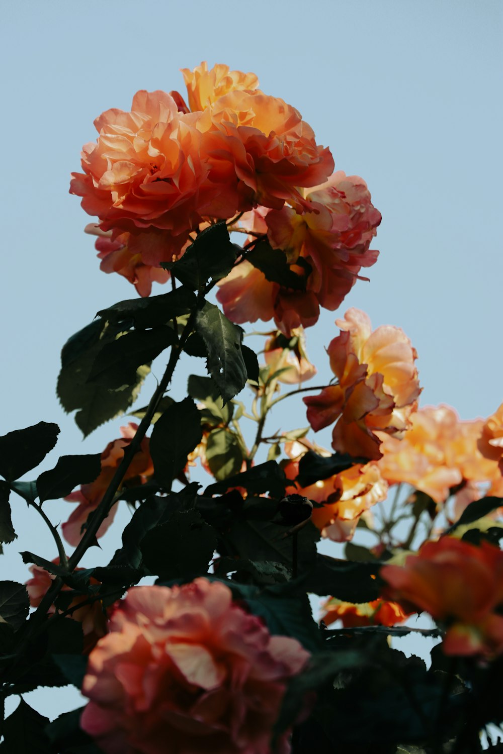 a group of flowers