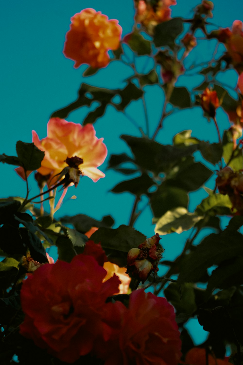 a group of flowers