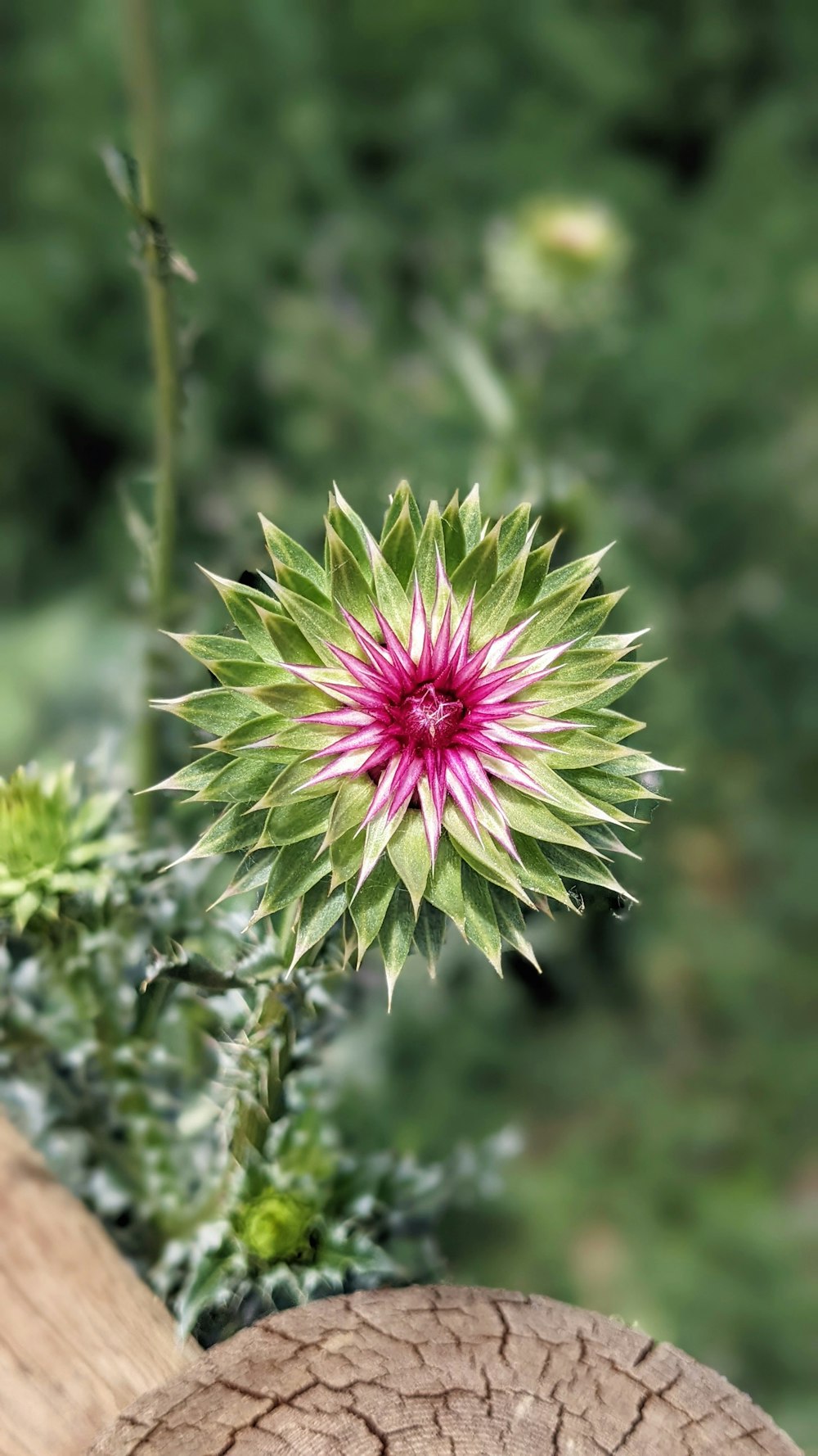 Eine rosa Blume auf einer Pflanze