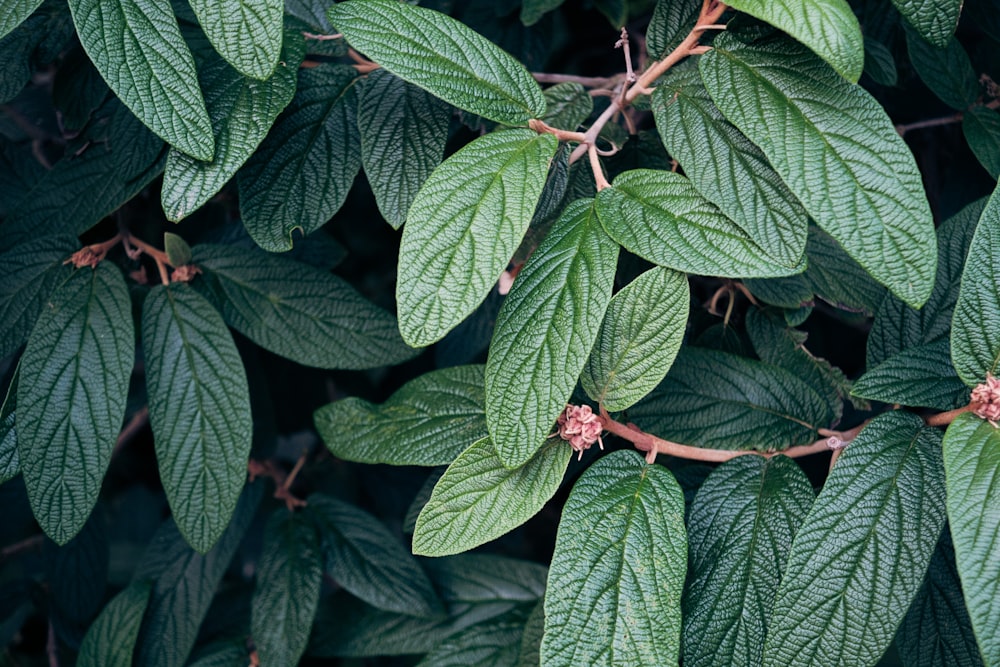 a close-up of some leaves