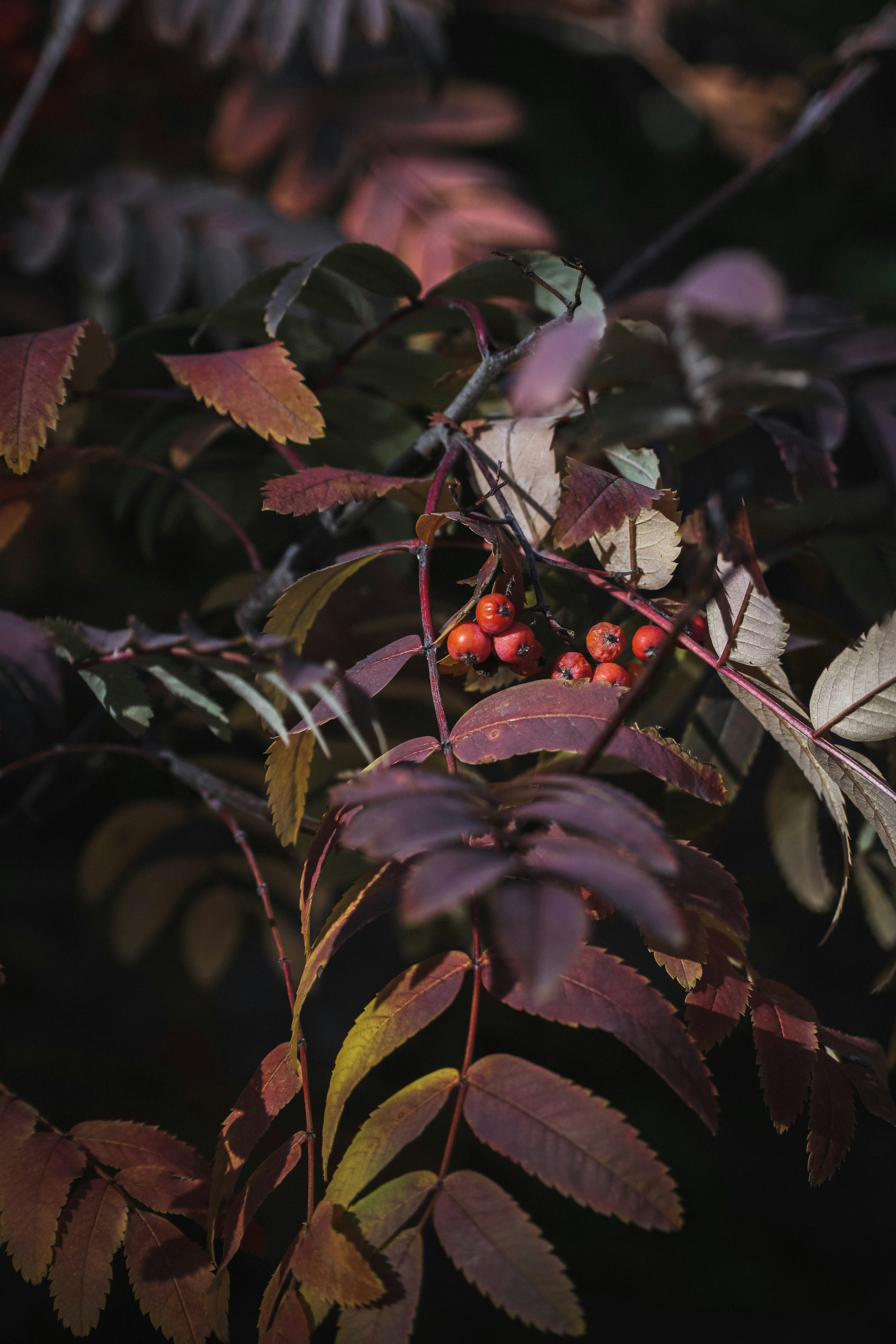 Photo by angrygrandmama