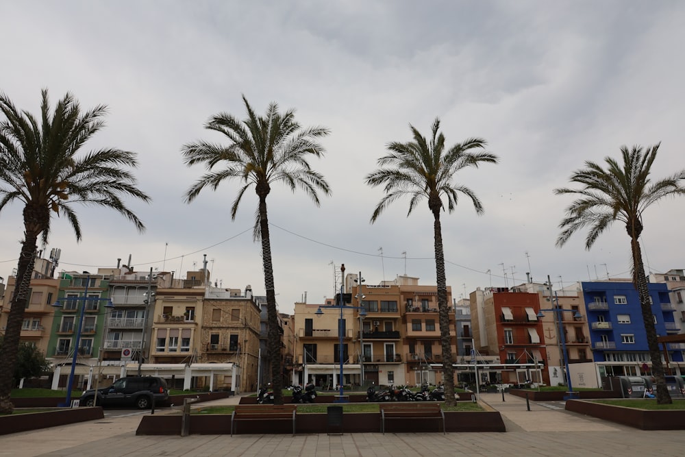 un gruppo di palme di fronte a una fila di edifici