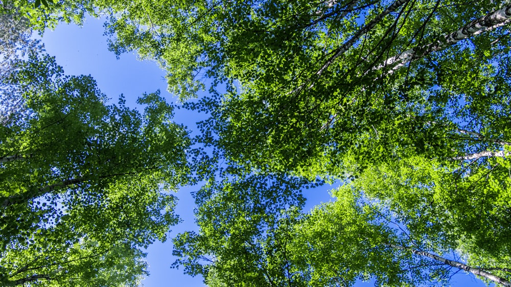 looking up at trees