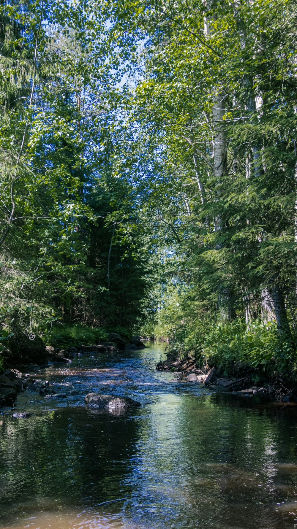 a river with trees on either side