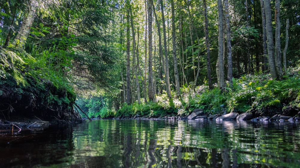 a body of water surrounded by trees