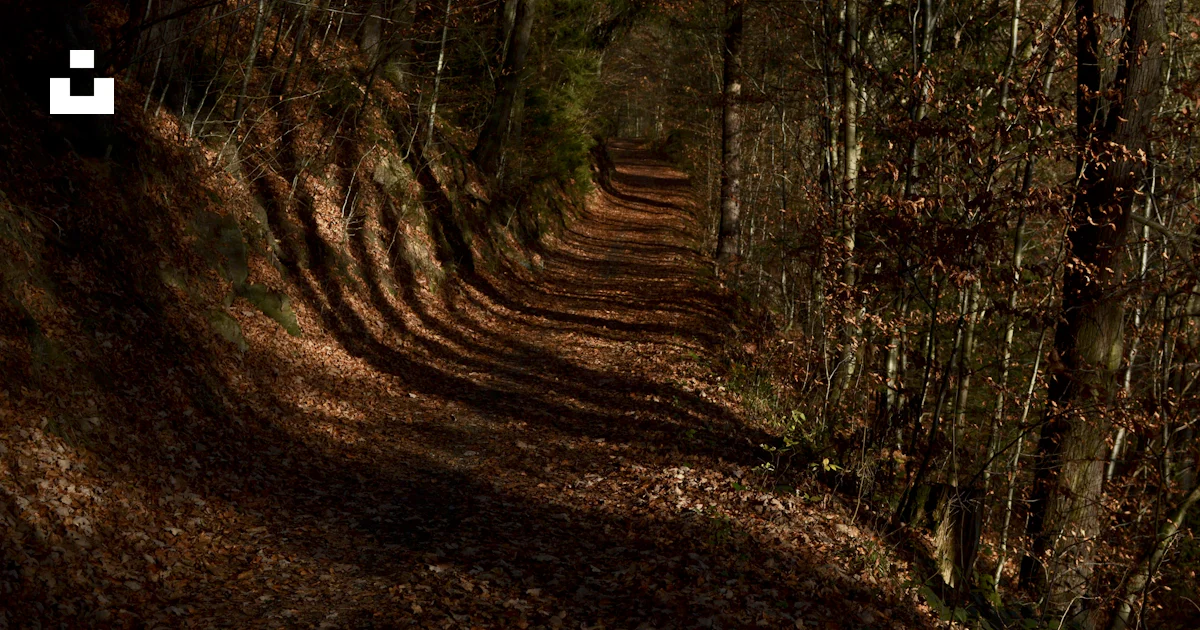 Dirt Path Pattern A dirt path in a forest photo – Free Brown Image on Unsplash
