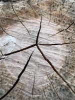 Close-up of a tree stump with noticeable growth rings and several deep cracks radiating from the center. The surface is rough, with a mix of light and dark brown hues, suggesting age and weathering.