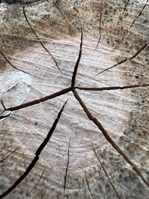 Close-up of a tree stump with noticeable growth rings and several deep cracks radiating from the center. The surface is rough, with a mix of light and dark brown hues, suggesting age and weathering.