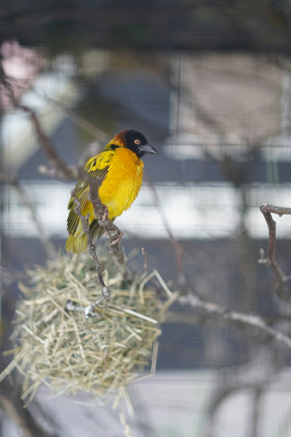 a bird sitting on a branch