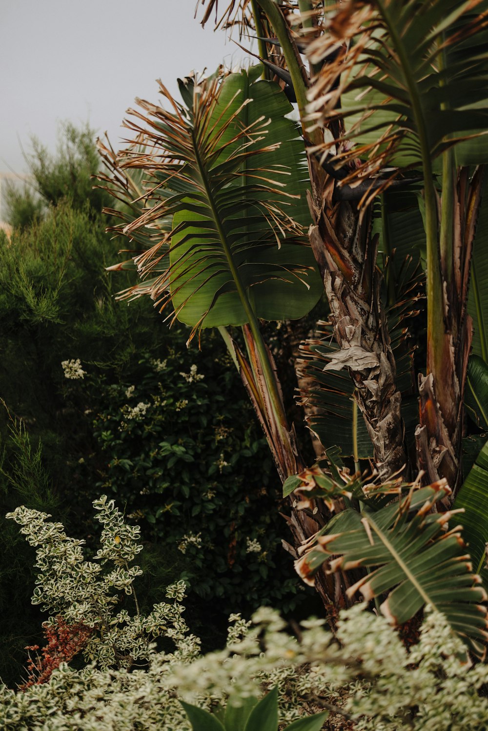 a close-up of some plants