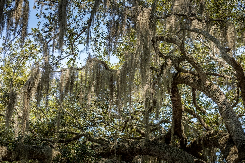 a group of trees with branches and leaves