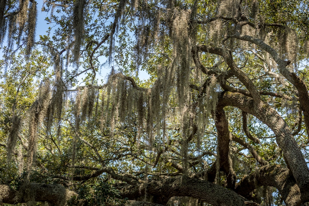 a group of trees with branches and leaves, Spanish Moss hanging from oak tree branches