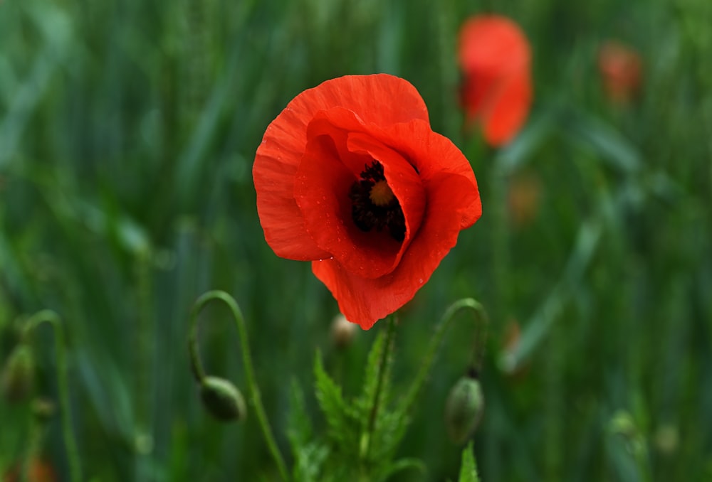 a red flower in a field