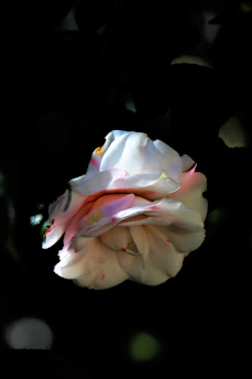A soft pink powdery rose flower close-up with delicate black buttons scattered around.